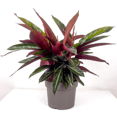 Kalatya-Calathea 'Magic Star' 40-60 cm - 1