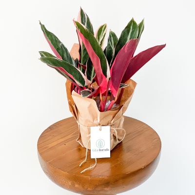 Kalatya-Calathea Triostar Pembe Yapraklı - 3