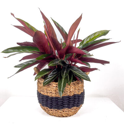 Kalatya-Calathea Triostar Siyah Şeritli Hasır Saksılı 40-60 cm - 1