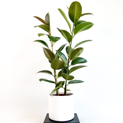 KAUÇUK BİTKİSİ (Ficus Elastica) 2 Gövdeli - Beyaz Ruby Saksılı 100-120Cm - 1