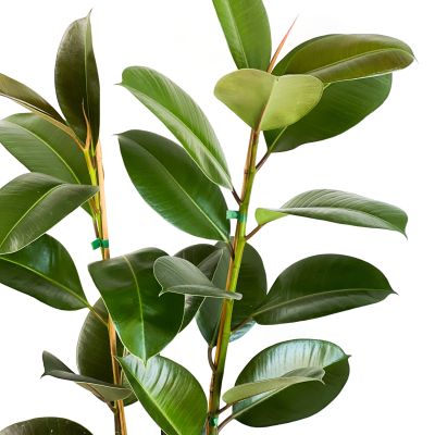 KAUÇUK BİTKİSİ (Ficus Elastica) 2 Gövdeli - Beyaz Ruby Saksılı 100-120Cm - 2