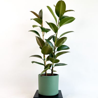 KAUÇUK BİTKİSİ (Ficus Elastica) 2 Gövdeli - Mint Yeşili Ruby Saksılı 100-120Cm - 1