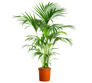 Kentia Palmiyesi-Howea Forsteriana-160-180 cm - Fidan Burada