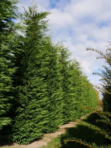 LEYLANDİ FİDANI 60-80 Cm (Cupressocyparis leylandii) - Fidan Burada