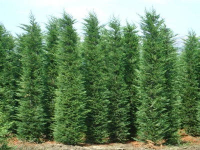 LEYLANDİ FİDANI 60-80 Cm (Cupressocyparis leylandii) - 3