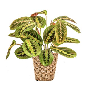 Maranta Fascinator Lanesse Düz Hasır Saksılı Dua Çiçeği-İthal 40-50 cm - Fidan Burada