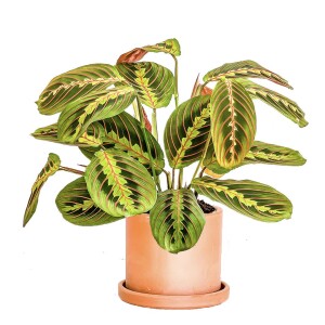 Maranta Fascinator Ruby Terra Cotta Saksılı Dua Çiçeği-İthal 40-50 cm - Fidan Burada