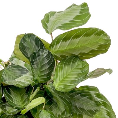 Maranta Leuconeura 'Silver Band' - Dua Çiçeği Curvy Kırmızı Saksılı - İthal 30-40 cm - 2