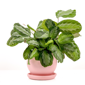 Maranta Leuconeura 'Silver Band' - Dua Çiçeği Curvy Pembe Saksılı - İthal 30-40 cm - Fidan Burada