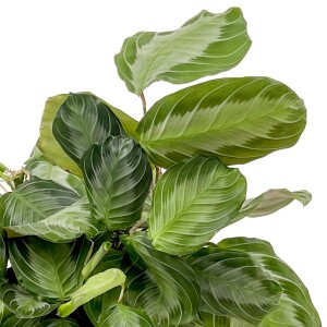 Maranta Leuconeura 'Silver Band' - Dua Çiçeği Curvy Pembe Saksılı - İthal 30-40 cm - 2