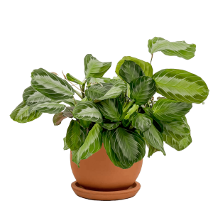 Maranta Leuconeura 'Silver Band' - Dua Çiçeği Curvy Terra Cotta Saksılı - İthal 30-40 cm - Fidan Burada