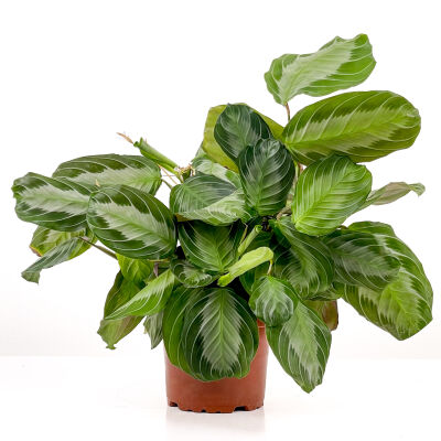 Maranta Leuconeura 'Silver Band' - Dua Çiçeği-İthal 30-40 cm - 1