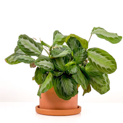 Maranta Leuconeura 'Silver Band' - Dua Çiçeği Ruby Terra Cotta Saksılı - İthal 30-40 cm - 1