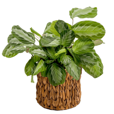 Maranta Leuconeura 'Silver Band' - Dua Çiçeği Straw Hasır Saksılı - İthal 30-40 cm - 1