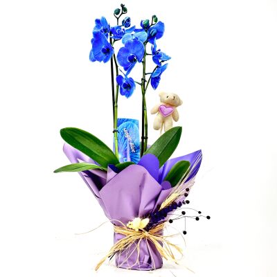 Mavi Orkide - Hediye Paketli - Blue Orchid - 1