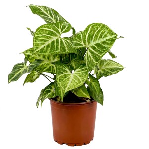 Melek Kanadı-Syngonium Podophyllum-İthal 40-60 Cm - Fidan Burada