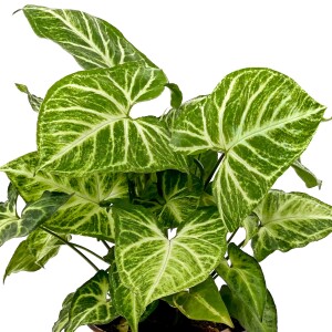 Melek Kanadı-Syngonium Podophyllum-İthal 40-60 Cm - 2