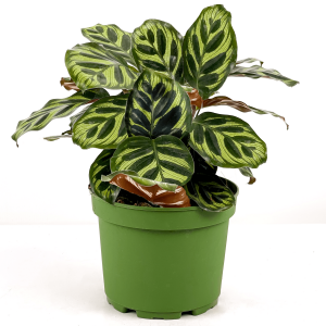 Kalatya-Calathea Makoyana 30-40 cm - Fidan Burada