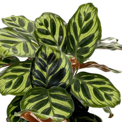 Kalatya-Calathea Makoyana 30-40 cm - 2