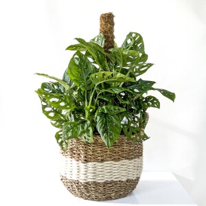 Monstera Adansonii - Monkey Mask - Yosun Gövdeli Beyaz Şeritli Hasır Saksılı 60-80cm - Fidan Burada