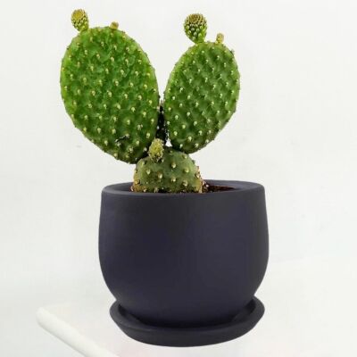 Opuntia Micky Kaktüs Curvy Antrasit Saksılı - 1