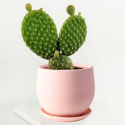 Opuntia Micky Kaktüs Curvy Pembe Saksılı - 1