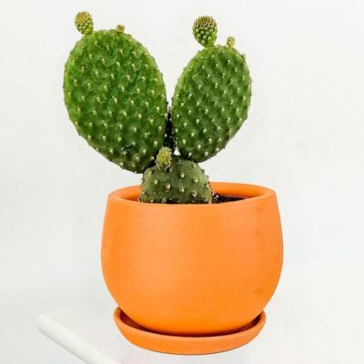 Opuntia Micky Kaktüs Curvy Terra Cotta Saksılı - 1