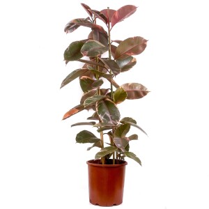 Pembe Alacalı Kauçuk Bitkisi-Ficus Elastica Belize- 2 Gövdeli 140-160cm - Fidan Burada