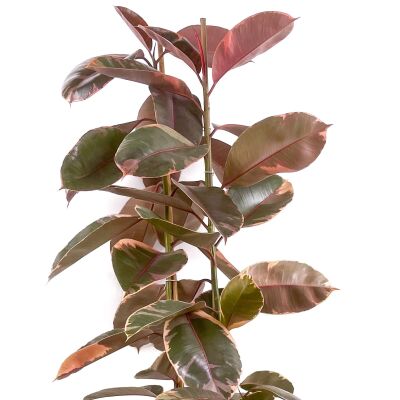 Pembe Alacalı Kauçuk Bitkisi-Ficus Elastica Belize- 2 Gövdeli 140-160cm - 2