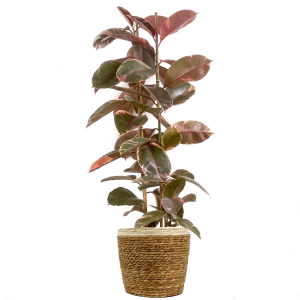 Pembe Alacalı Kauçuk Bitkisi-Ficus Elastica Belize-Lane Hasır Saksılı 2 Gövdeli 140-160cm - 1