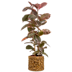 Pembe Alacalı Kauçuk Bitkisi-Ficus Elastica Belize-Rolyn Hasır Saksılı 2 Gövdeli 140-160cm - Fidan Burada