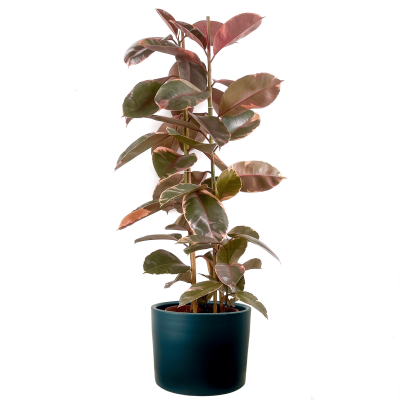 Pembe Alacalı Kauçuk Bitkisi-Ficus Elastica Belize-Ruby Antrasit Saksılı 2 Gövdeli 140-160cm - 1