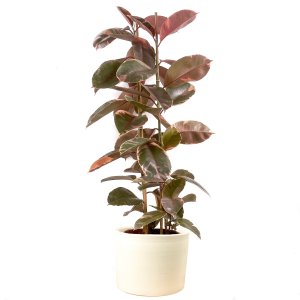 Pembe Alacalı Kauçuk Bitkisi-Ficus Elastica Belize-Ruby Beyaz Saksılı 2 Gövdeli 140-160cm - 1