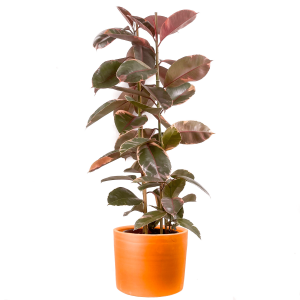 Pembe Alacalı Kauçuk Bitkisi-Ficus Elastica Belize-Ruby Terra Cotta Saksılı 2 Gövdeli 140-160cm - Fidan Burada