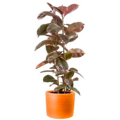 Pembe Alacalı Kauçuk Bitkisi-Ficus Elastica Belize-Ruby Terra Cotta Saksılı 2 Gövdeli 140-160cm - 1