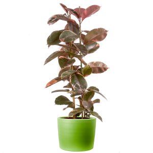 Pembe Alacalı Kauçuk Bitkisi-Ficus Elastica Belize-Ruby Yeşil Saksılı 2 Gövdeli 140-160cm - 1