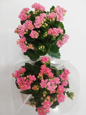 Pembe Kalanşo Çiçeği-Kalanchoe Beyaz Curvy Saksılı - 4