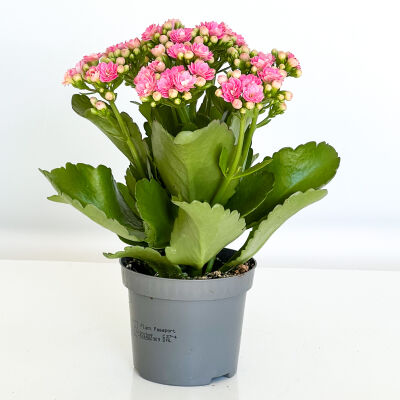 Pembe Kalanşo Çiçeği-Kalanchoe Beyaz Curvy Saksılı - 3