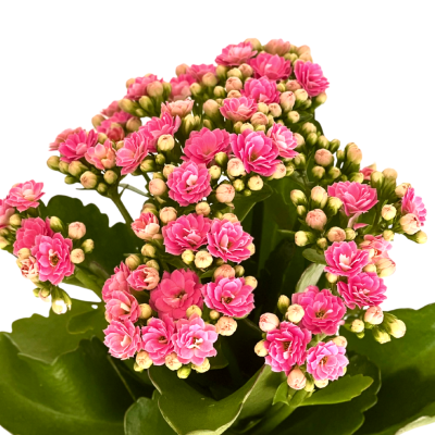 Pembe Kalanşo Çiçeği-Kalanchoe Beyaz Curvy Saksılı - 2