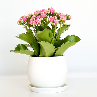 Pembe Kalanşo Çiçeği-Kalanchoe Beyaz Curvy Saksılı - 1