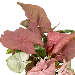 Pembe Melek Kanadı-Syngonium Podophyllum Butterfly Pink - Curvy Antrasit Saksılı - 2