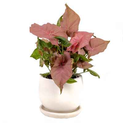 Pembe Melek Kanadı-Syngonium Podophyllum Butterfly Pink - Curvy Beyaz Saksılı - 1