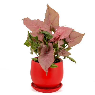 Pembe Melek Kanadı-Syngonium Podophyllum Butterfly Pink - Curvy Kırmızı Saksılı - 1