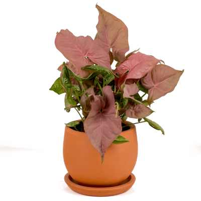 Pembe Melek Kanadı-Syngonium Podophyllum Butterfly Pink - Curvy Terra Cotta Saksılı - 1