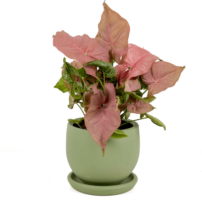 Pembe Melek Kanadı-Syngonium Podophyllum Butterfly Pink - Curvy Yeşil Saksılı - 1