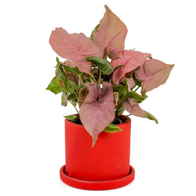 Pembe Melek Kanadı-Syngonium Podophyllum Butterfly Pink - Ruby Kırmızı Saksılı - 1