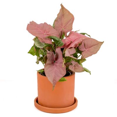 Pembe Melek Kanadı-Syngonium Podophyllum Butterfly Pink - Ruby Terra Cotta Saksılı - 1