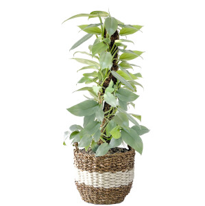 Philodendron Hastatum Silver Sword - Kalp Yapraklı Gümüş Kılıç - Yosun Gövdeli Beyaz Şeritli Hasır Saksılı - Fidan Burada