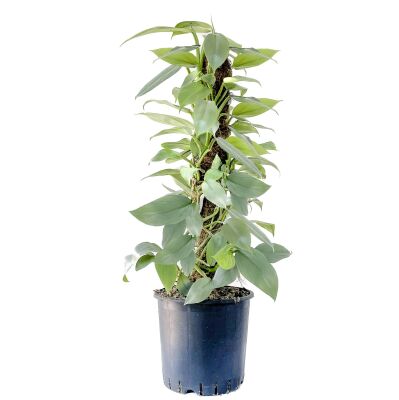 Philodendron Hastatum Silver Sword - Kalp Yapraklı Gümüş Kılıç - Yosun Gövdeli - 1