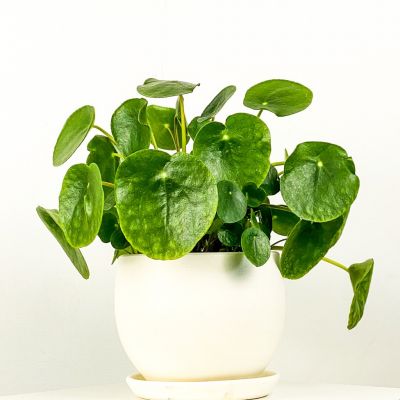 Pilea Peperomioides Curvy Saksılı - Çin Para Bitkisi - 2